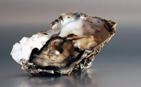 Ngọc trai có tên gọi khác là trân châu