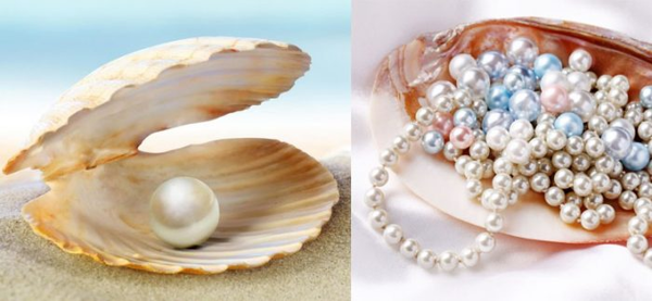 Nguồn gốc của ngọc trai