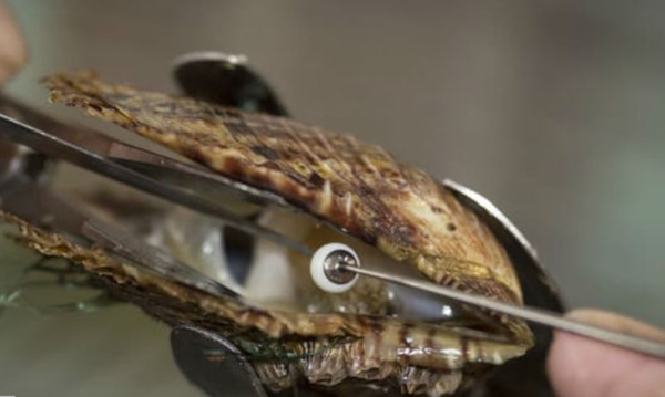 Dựa vào quá trình tạo ngọc để phân loại 