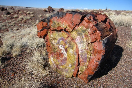 Định nghĩa về gỗ hóa thạch