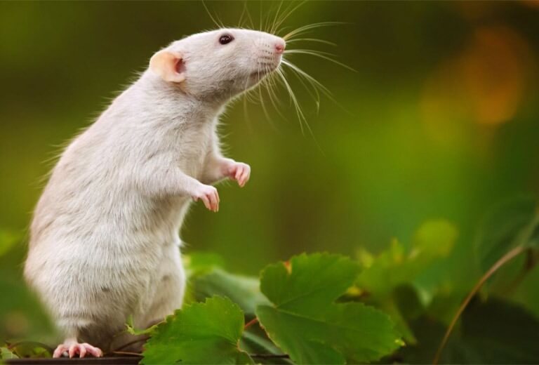 sinh năm 1984 hợp đá màu gì