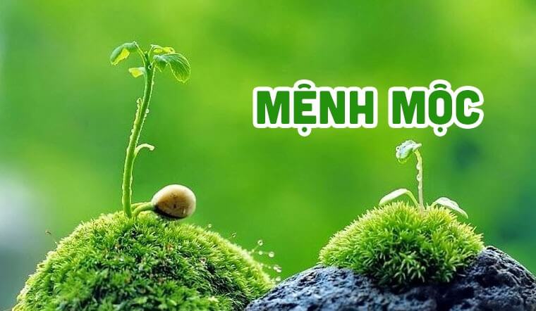 mệnh mộc hợp với mệnh nào ava