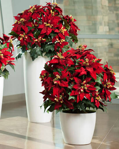 Chậu hoa tết làm quà biếu dịp tết