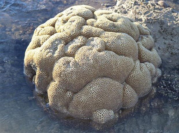 Giá trị kinh tế đá San hô